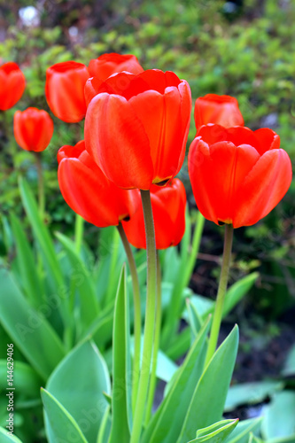 Red tulips in the spring garden