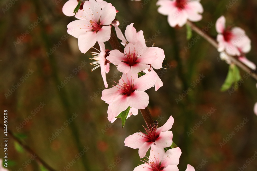 Obraz premium peach blossom