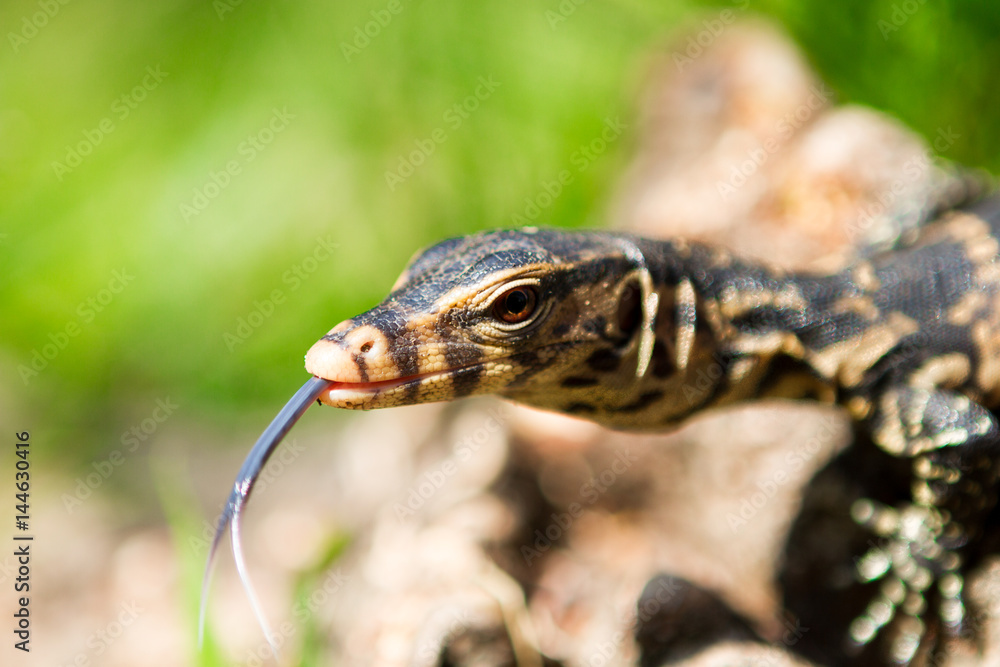 Naklejka premium Little lizard sitting on the tree trunk. Close-up