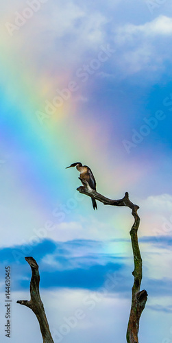 Rainbow and Bird © stephen