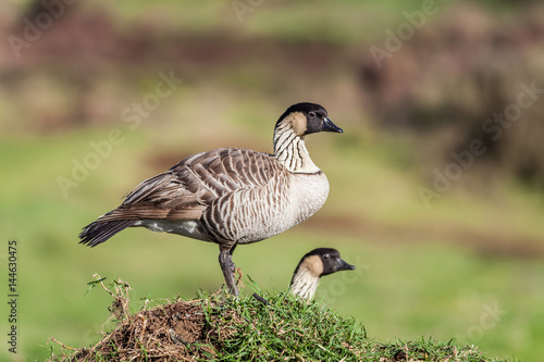 Hawaiian goose, Nene, in the countryside