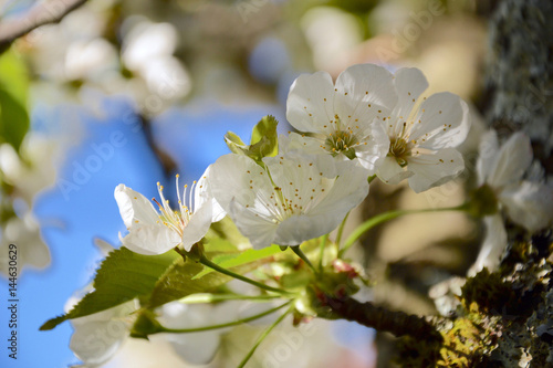 Flowers of apple tree in spring