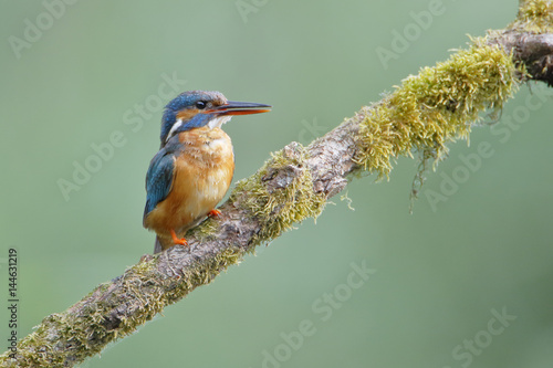 Common Kingfisher (Alcedo atthis) on branch, the Netherlands