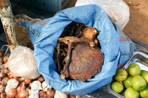 Lingzhi mushroom in fresh market photo