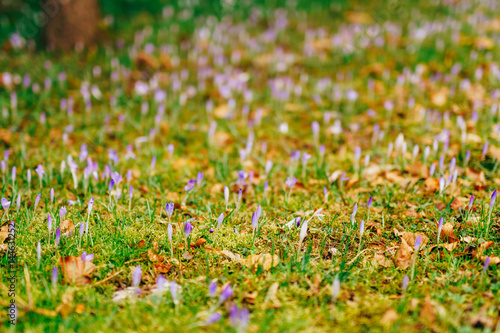 A lot of crocuses in the grass. A field of crocuses in green grass in the urban park of Cetinje, Montenegro.