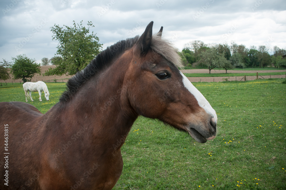 Naklejka premium groupe de chevaux en liberté dans une prairie