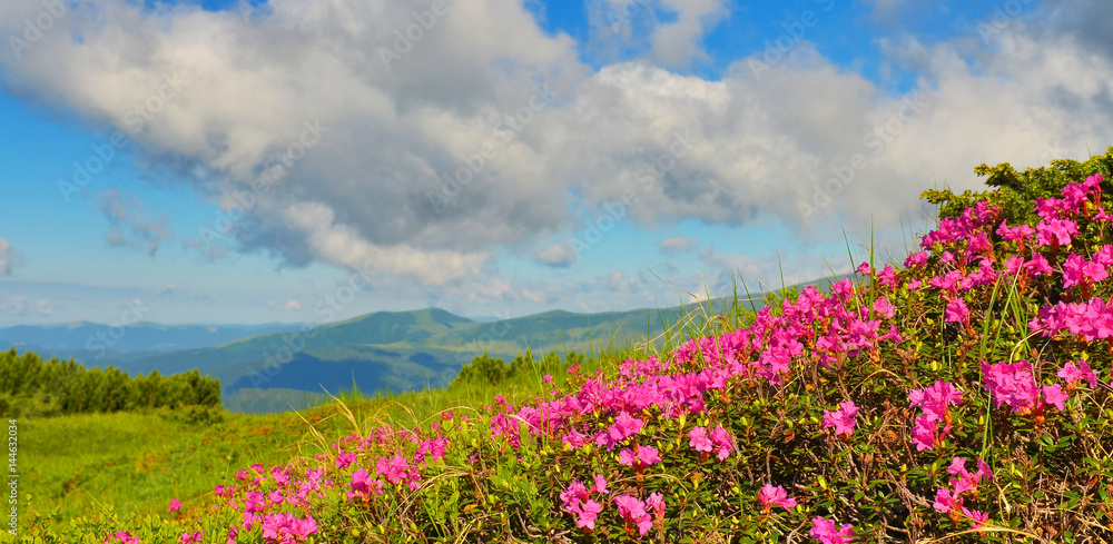 Rhododendron in summer mountains