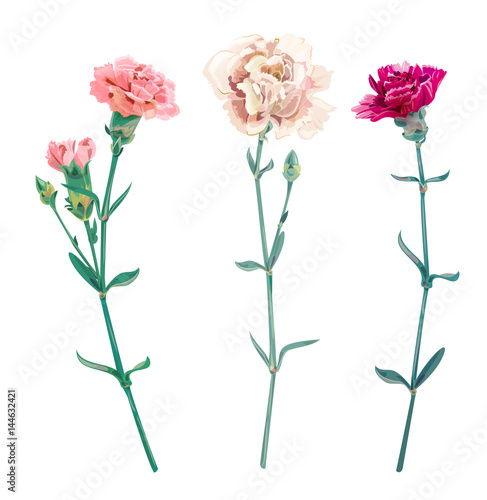 Set of carnation schabaud, white, pink, red flowers, buds, green stem, leaves on white background, collection for Mother's Day, victory day, digital draw, vintage illustration, vector