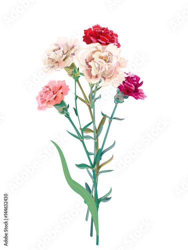 Bouquet of carnation schabaud, white, pink, red flowers, bud, green stem, leaves on white background, isolated, composition for Mother's Day, Victory day, digital draw, vintage illustration, vector