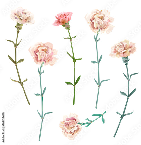 Set of carnation schabaud, pink, red, scarlet flowers, green stem, leaves on white background, collection for Mother's Day, victory day, digital draw, vintage illustration, vector
