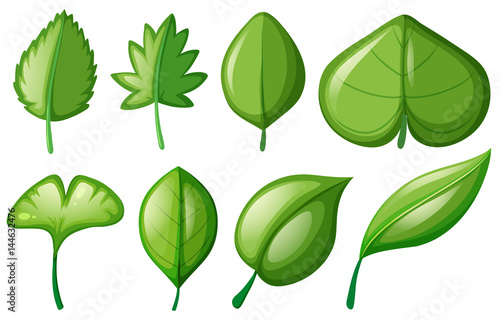 Different shapes of leaves