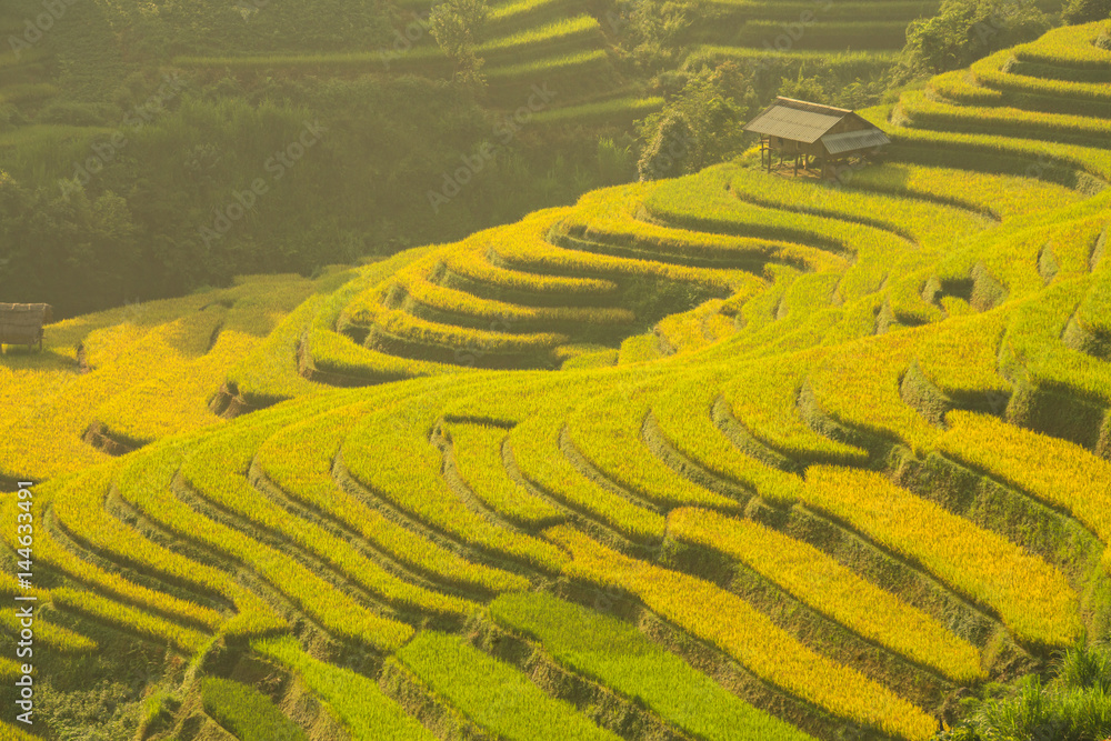 Vietnam Rice terrace field on the mountain At Yen Bai MuCangChai Vietnam.