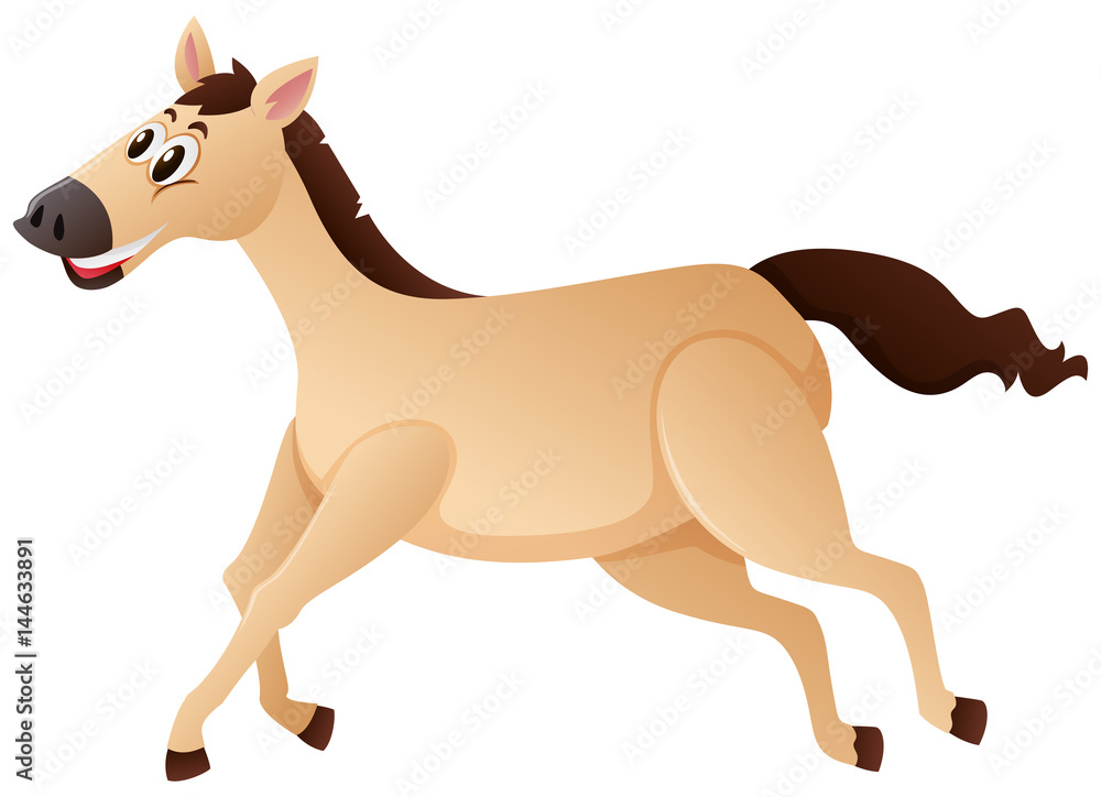 Brown horse running on white background