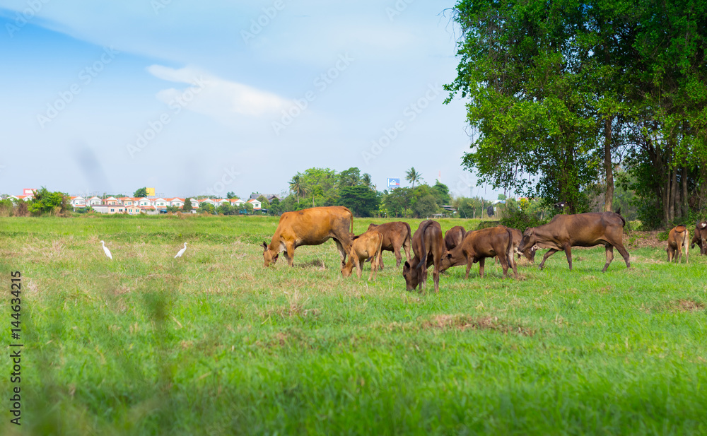 Cows grazing on farm with green field in good weather day Cows grazing on farm with green field in good weather day