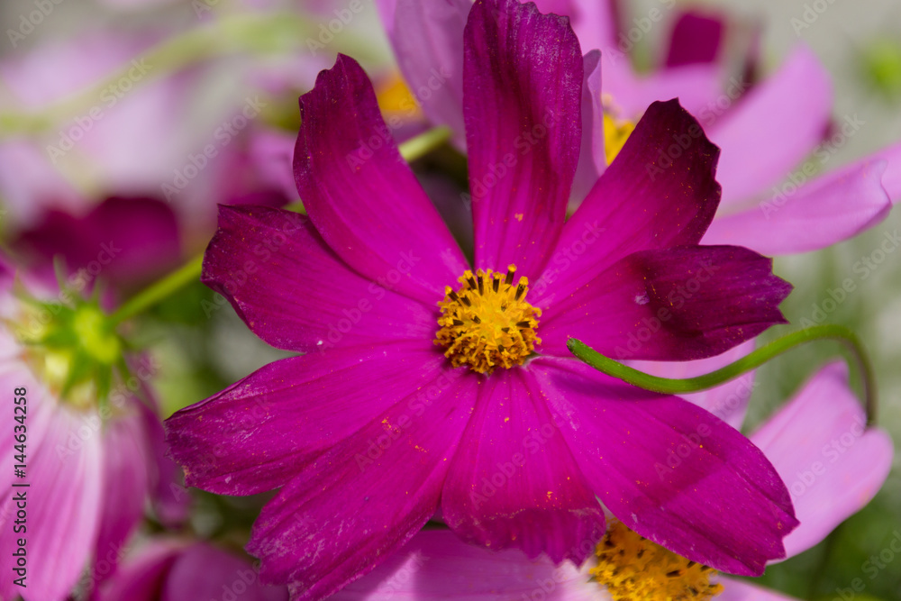 Blossoming pink cosmos flower