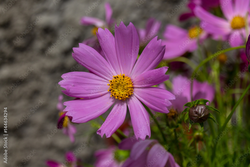 Fototapeta premium Blossoming pink cosmos flower