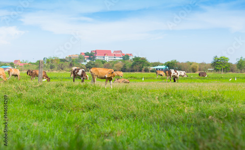 Cows grazing on farm with green field in good weather day © akkalak