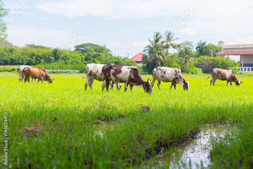 Fototapeta Naklejka Na Ścianę i Meble -  Cows grazing on farm with green field in good weather day