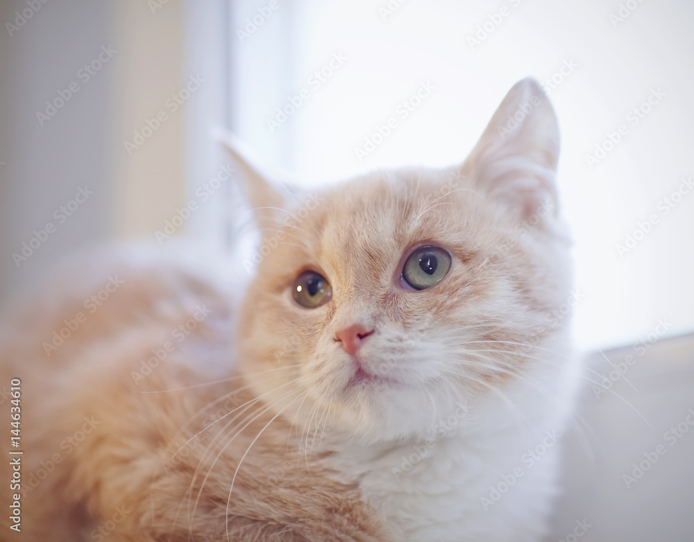 Portrait of red kitten on the windowsill Portrait of red kitten on the windowsill