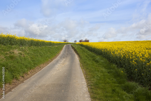 rural road and oilseed rape crop