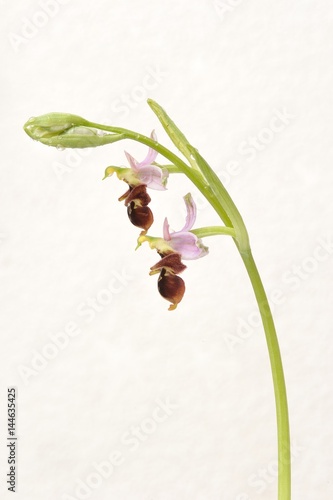 Valokuva Rare flower Ophrys Apifera (bee orchid) isolated on white, closeup
