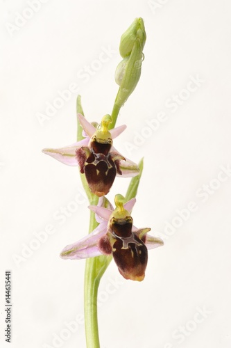 Konstfotografi Rare flower Ophrys Apifera (bee orchid) isolated on white, closeup