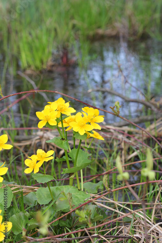 Wild Yellow Flowers Near the Water. Wilderness.