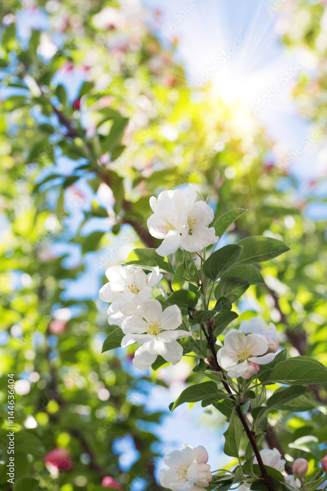 Blossom flowers Blossom flowers