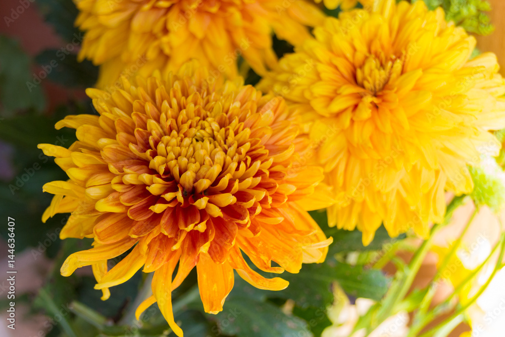 Yellow aster flowers Yellow aster flowers