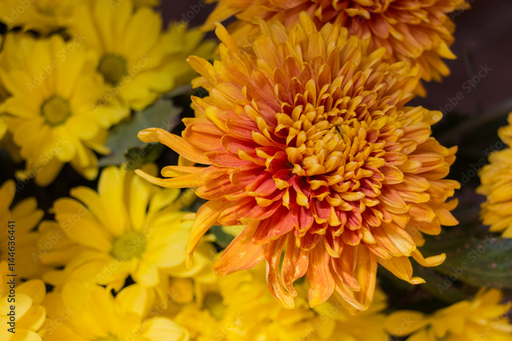 Yellow aster flowers Yellow aster flowers