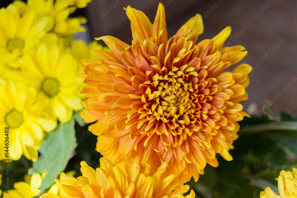Yellow aster flowers Yellow aster flowers