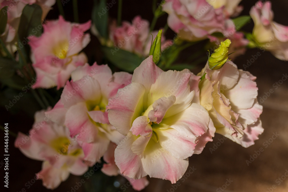 Obraz premium Pink eustoma flowers.