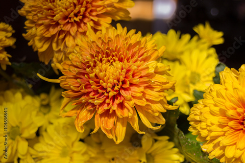 Yellow aster flowers © topolov_nick
