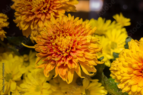 Yellow aster flowers