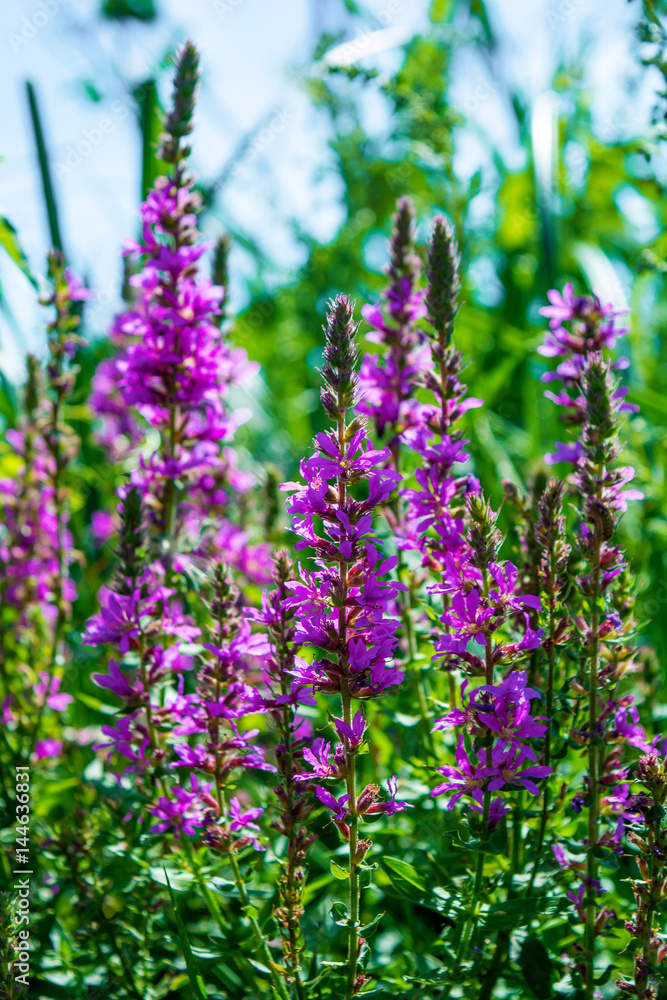 Obraz premium Photo of a violet beautiful flowers at summer