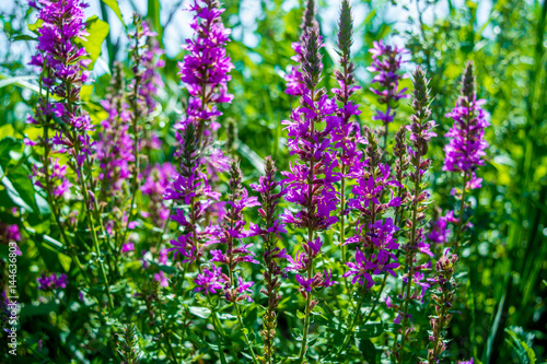 Photo of a violet beautiful flowers at summer