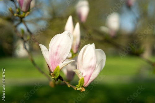 Beautiful Magnolia in full bloom during springtime © henryopzolder