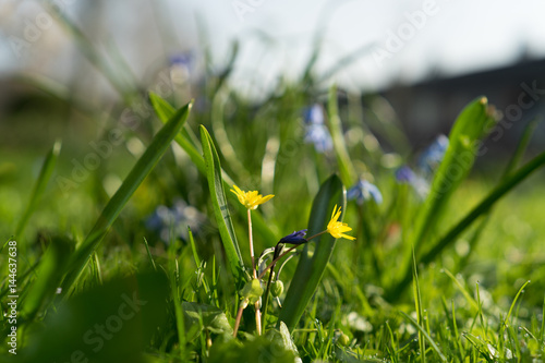 Wildflowers in bloom during springtime on a sunny day photo