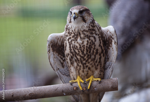 Falcon on the tree photo