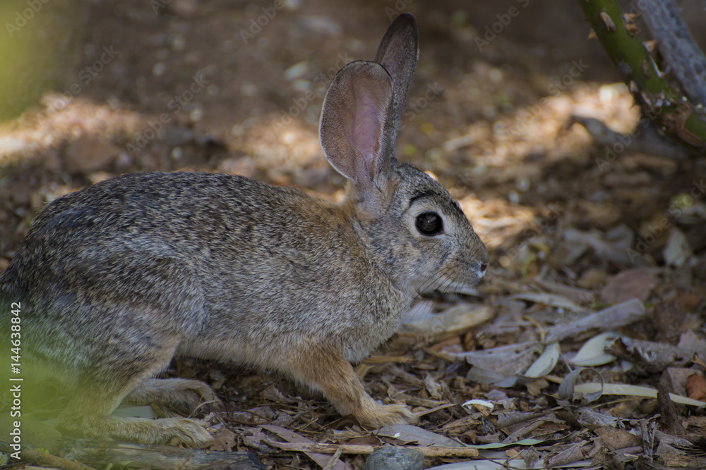 Fototapeta premium Jack is Trying to Blend