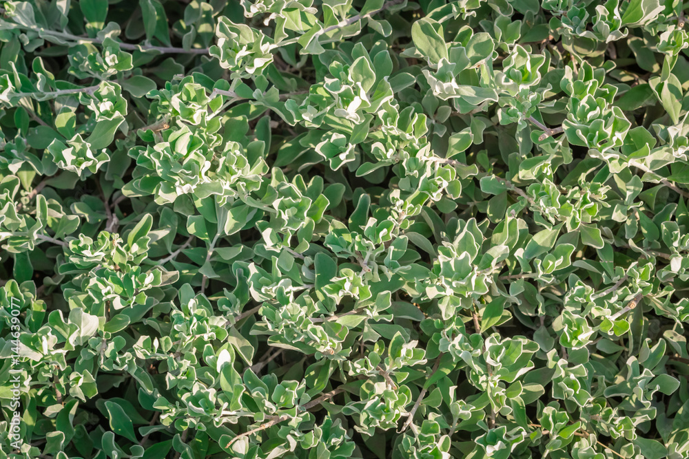 the green plants background in nature the green plants background in nature