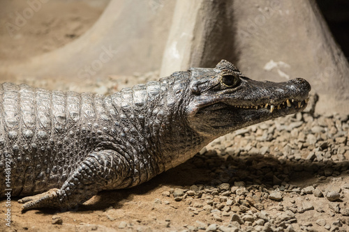 Crocodile  alligator skin