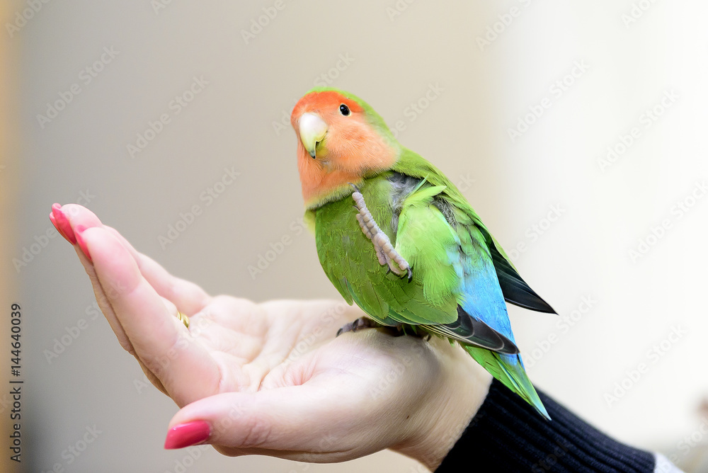 Obraz premium little green parrot standing on a woman's hand and cuddles