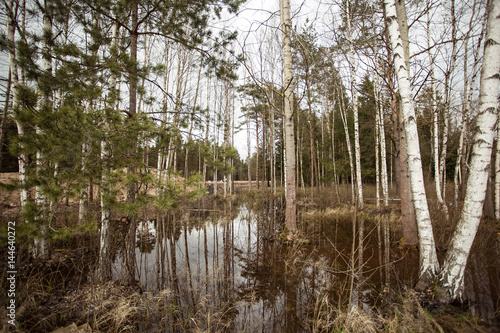 Fototapeta Naklejka Na Ścianę i Meble -  View of Swamp in the forest