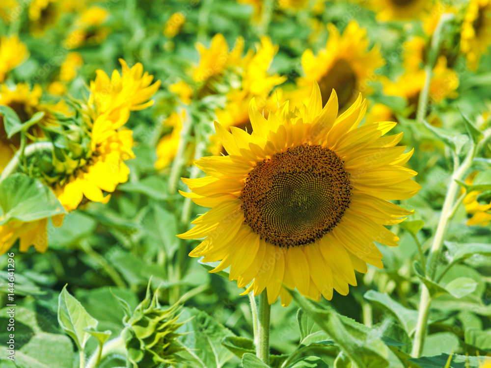 Blossoming sunflowers background