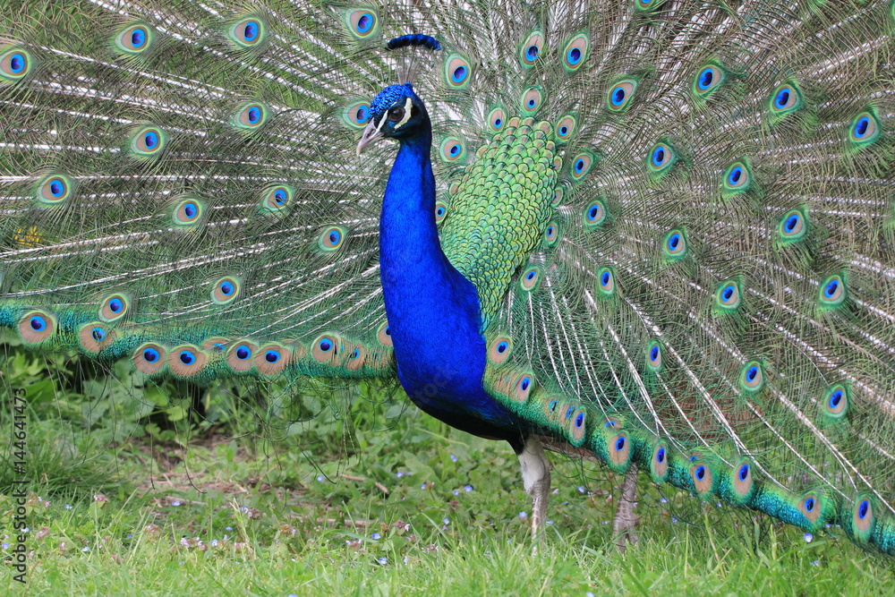 Obraz premium Paon faisant la roue
