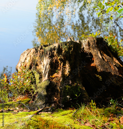 Old stump in summer forest.