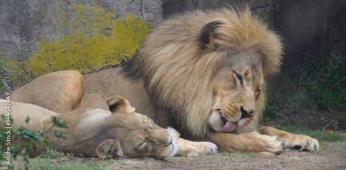 Sleeping Lions 2