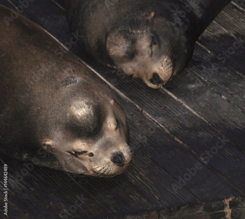 Sea Lions at Night