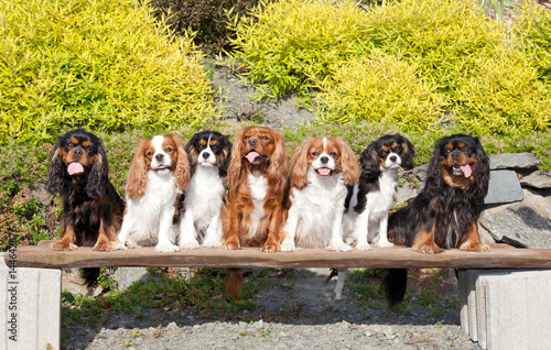 Obraz na płótnie Seven nice dogs of Cavalier King Charles spaniel w salonie